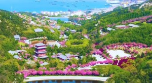 4月20日至5月5日威海赤山景區(qū)邀您共度浪漫櫻花季！