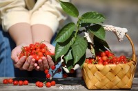 5月18日至6月16日，“櫻桃之約”邀你共赴！